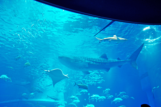 魚２
