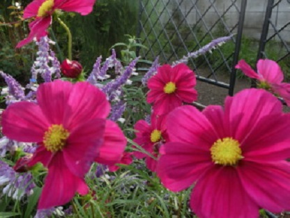コスモス