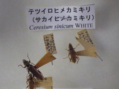大阪市立自然史博物館2017年1月下旬19　テツイロヒメカミキリ