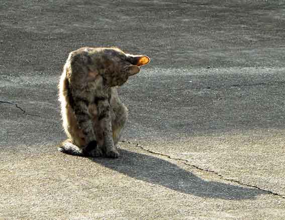 我が家のニャンコ♪2015/9/15-3