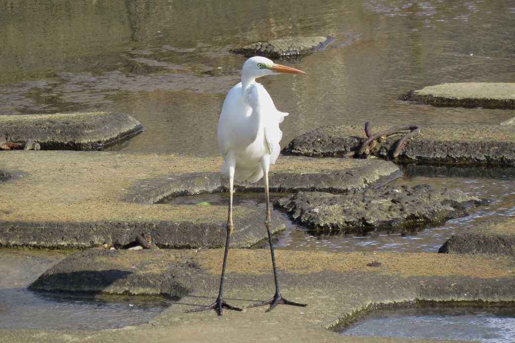 515