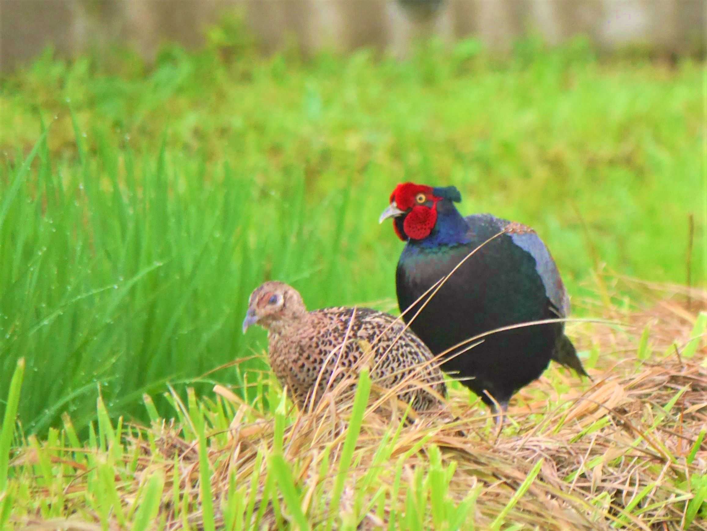 雉のカップル 春の小川の花鳥日記 楽天ブログ