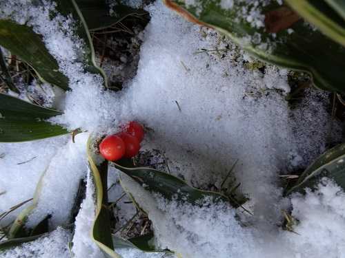 万年青 おもと の赤い実と雪 画像付 諏訪湖のほとり 山岡弘道ノート 楽天ブログ