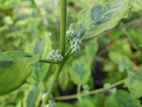 サマーソルベット斑入り