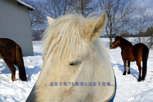道産子馬