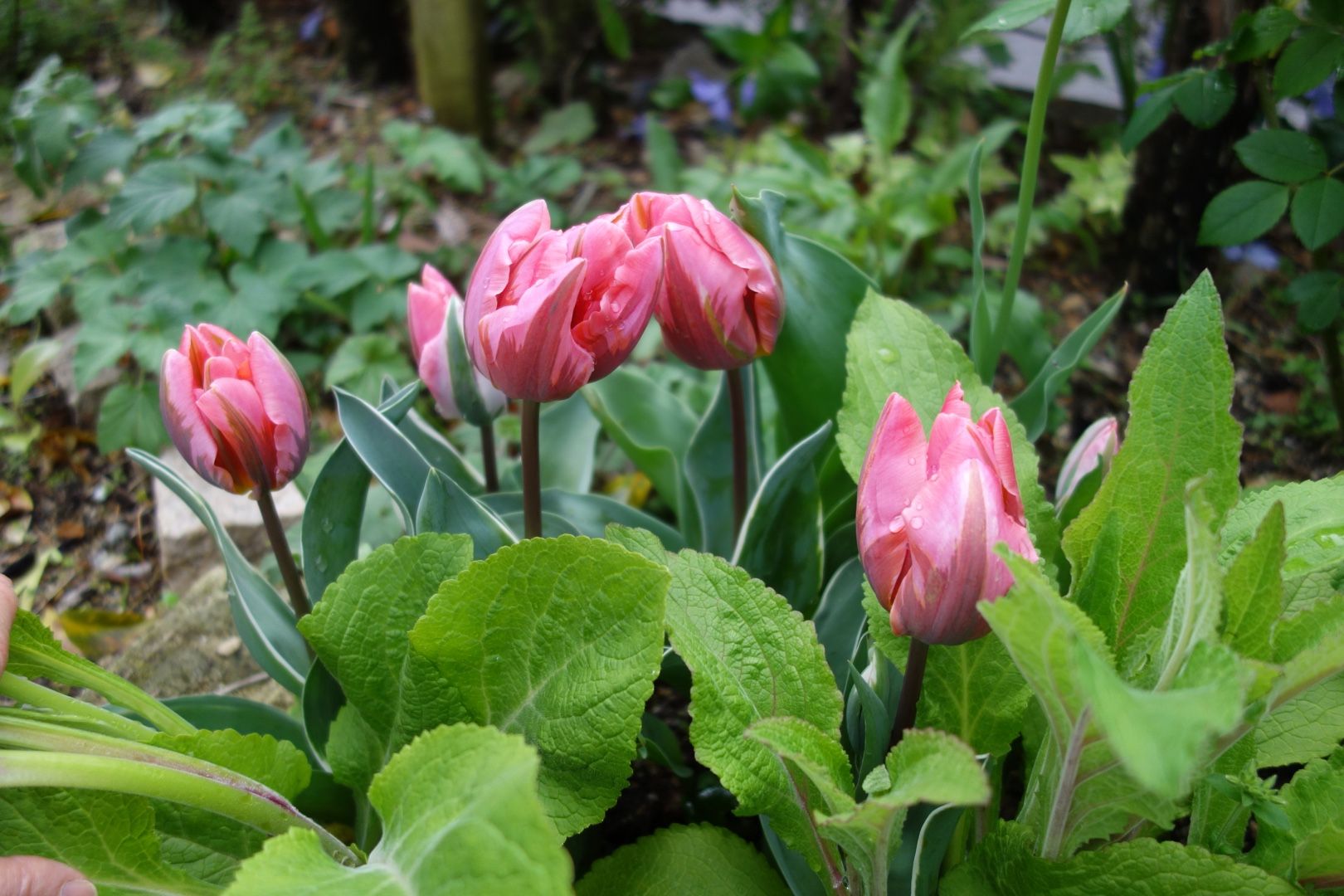 黄モッコウバラ開花とチューリップいろいろ Papuchi Home 楽天ブログ