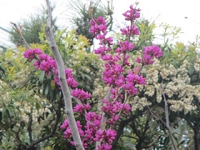 花３３ハナズオウ.jpg
