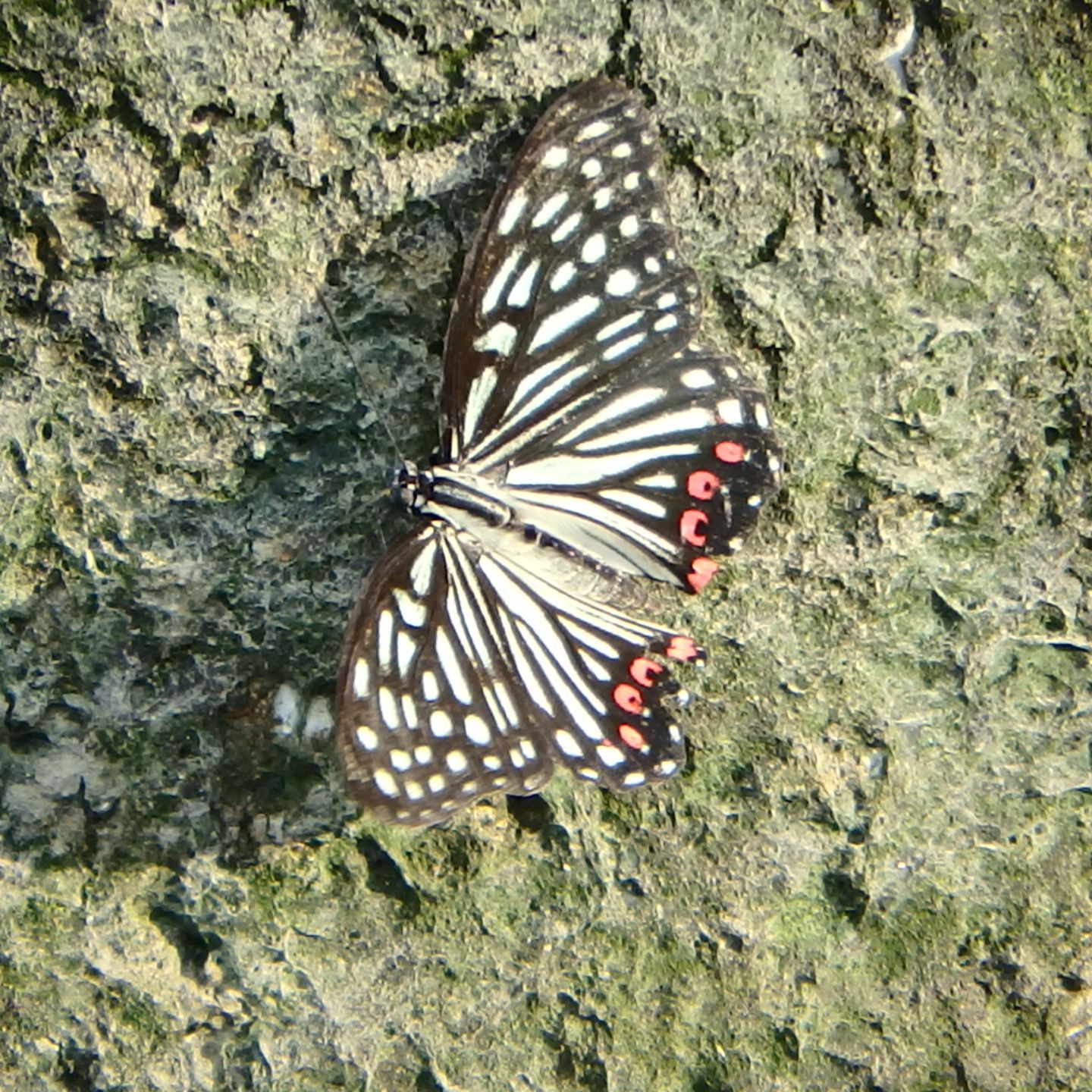 少し変わった蝶を見つけた。 | 野性の大田区（東京都大田区自然探訪記