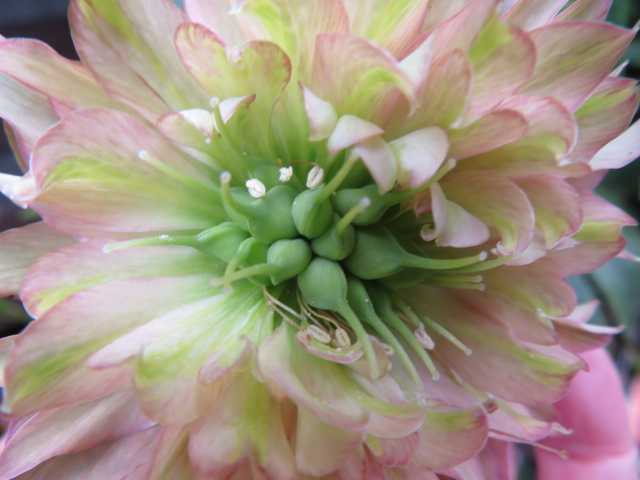 すんごい種のクレオパトラ バラの勢い 我が家の借景のお花見 ばぁばの薔薇の花園 楽天ブログ