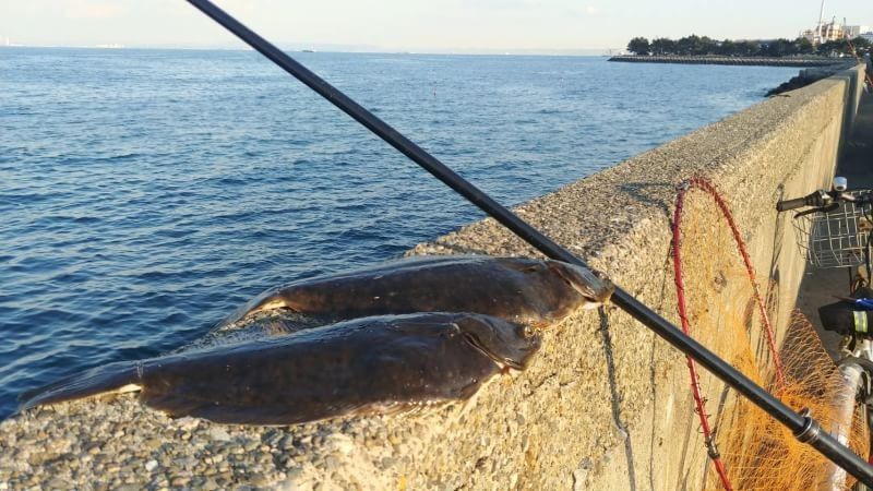 福浦岸壁 幸浦 春の戻りカレイ 大型カレイ2枚釣ったよ とっしーたいちょーのブログ 楽天ブログ