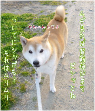菜の花と麦4.jpg