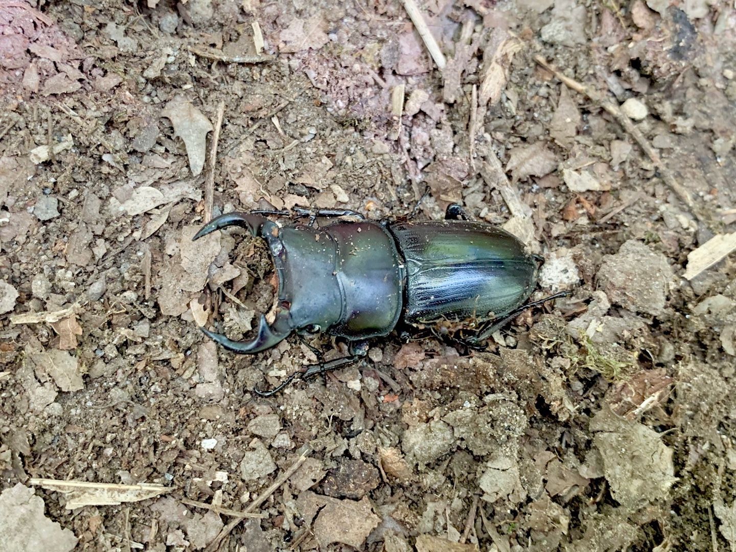 オオクワガタ採集〜秋季編始動〜 | 昆虫採集 - 楽天ブログ