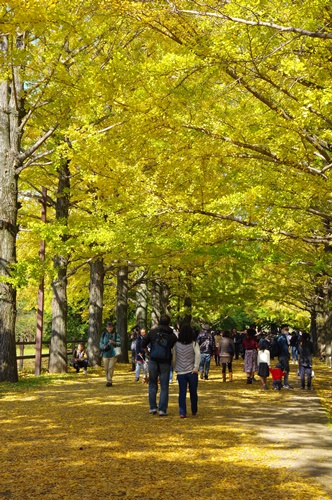 かたらいのイチョウ並木