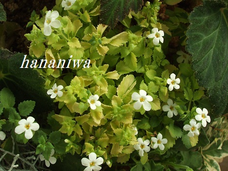 2012_1026トレッサ用寄せ植えとクレマチスの講座とカ0021.JPG
