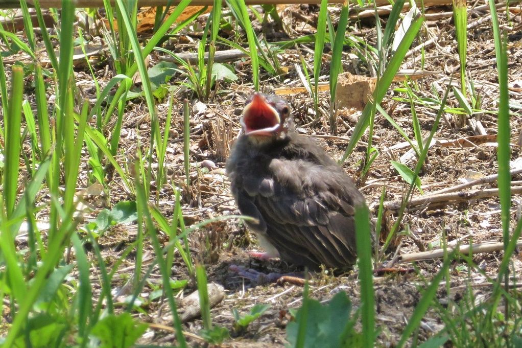 鳥 ヒヨドリの雛が溝に居た カワセミ幼鳥 カルガモ 大分金太郎の花鳥蝶月 楽天ブログ