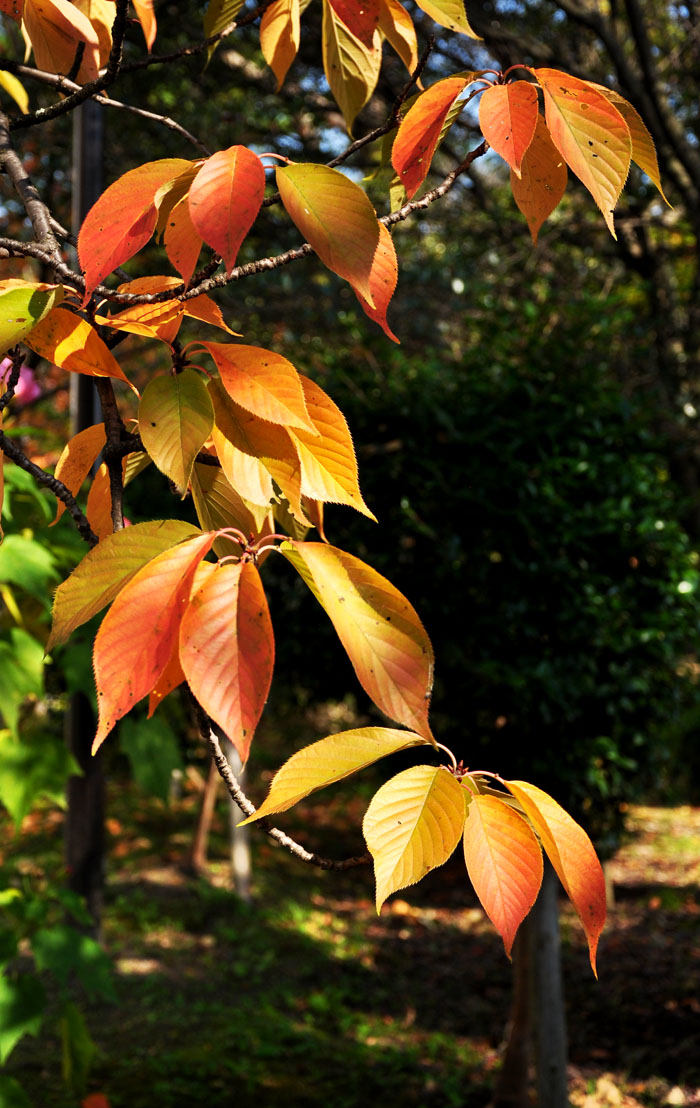 紅葉６