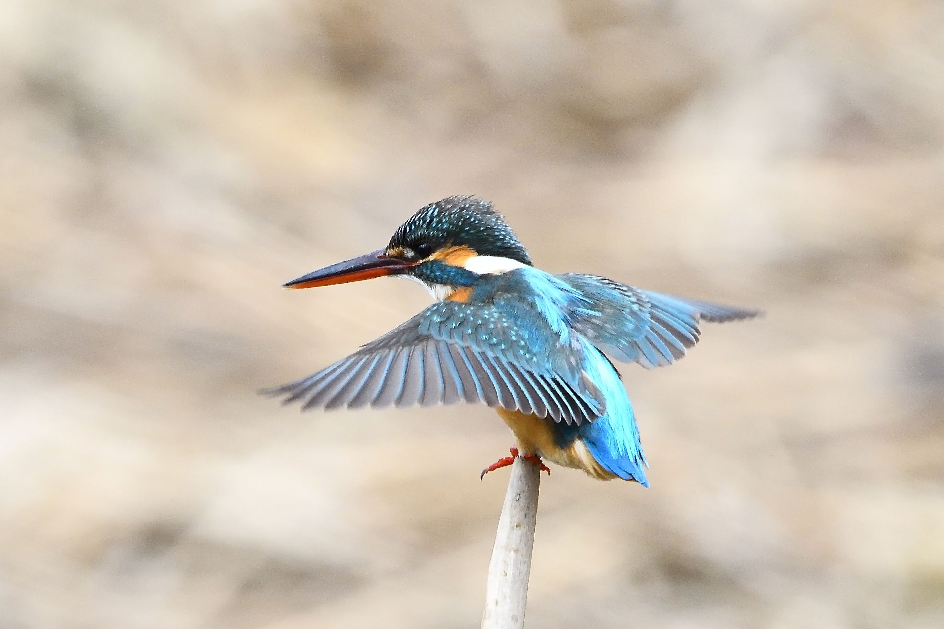 大阪都市公園の野鳥たち カワセミ メス 野鳥との日常生活を綴る 楽天ブログ
