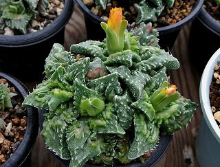 DSC_3910.jpg