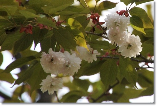 樹木公園-13 善正寺菊桜 15.4.22