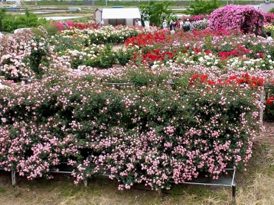 20160530_142613 (400x300).jpg