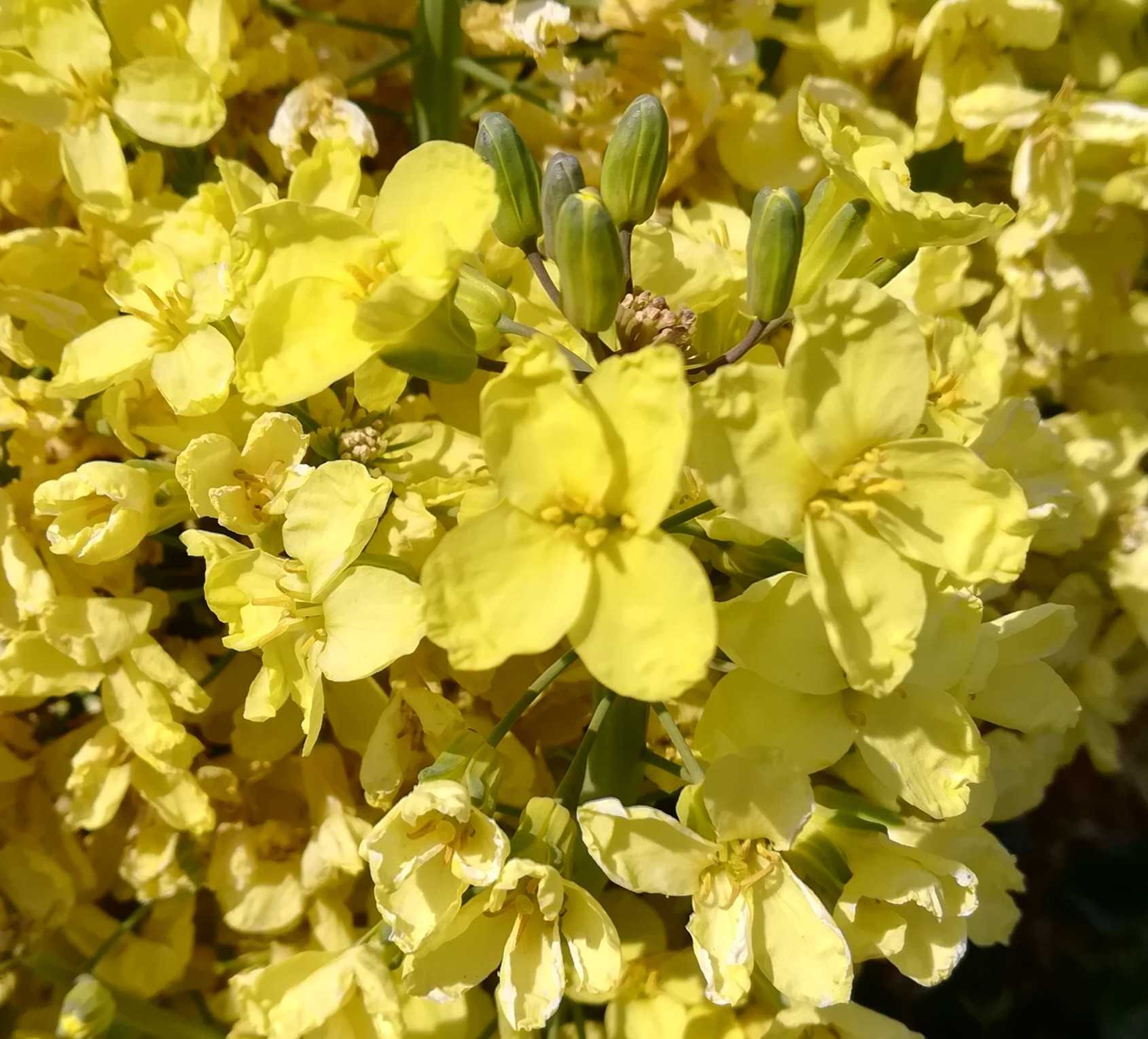 ブロッコリーの花 びいとるのブログ 楽天ブログ