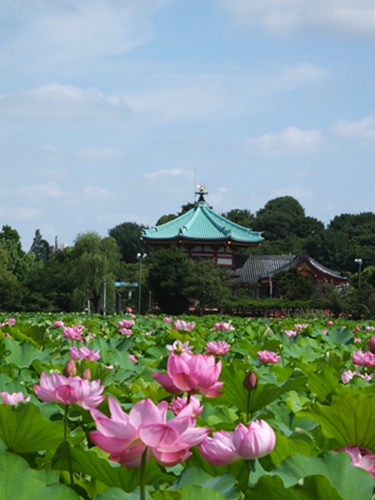 上野不忍池にて