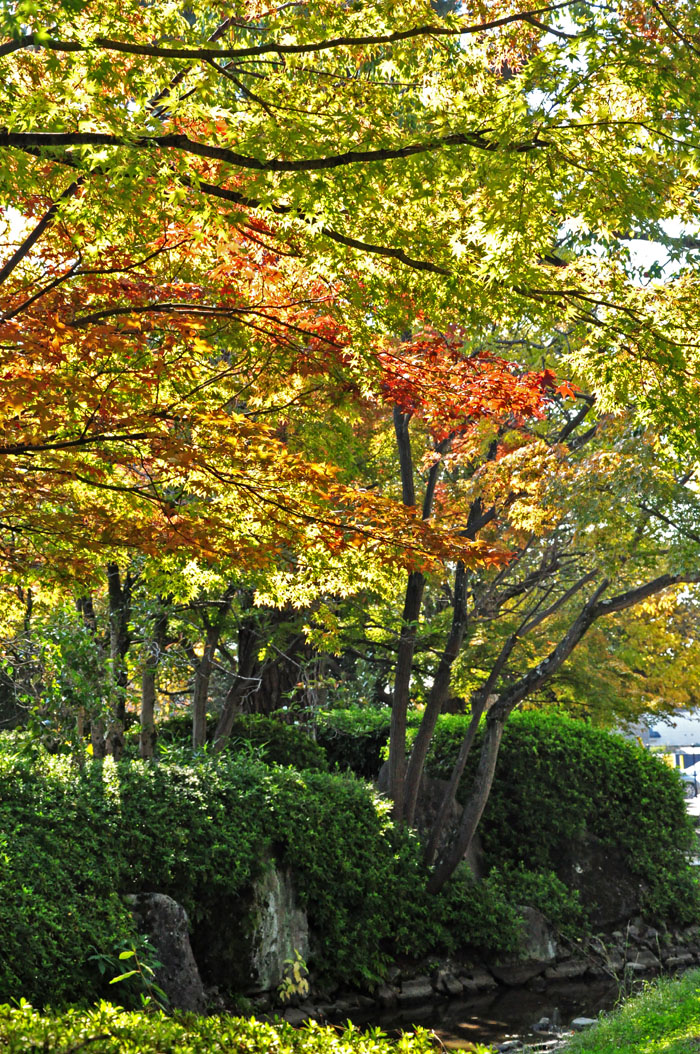 紅葉２