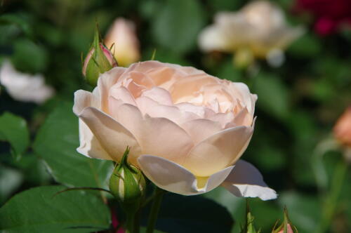 谷津バラ園のバラの花