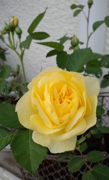 キバラ0509.JPG