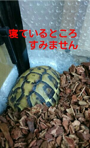rblog-20151102165220-01.jpg