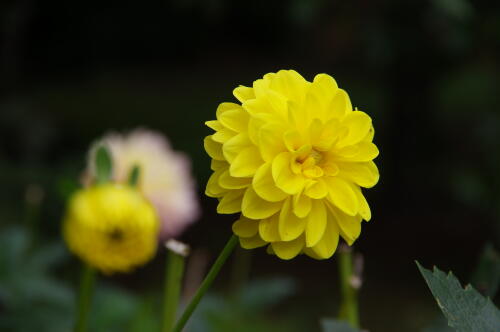 神代植物公園のダリア