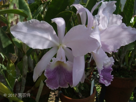 Cattleya labiata coerulea 20170722-2