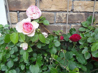 DSC05148.jpg