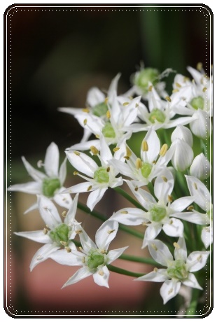 実家の庭で-11 ニラ-1 13.9.10