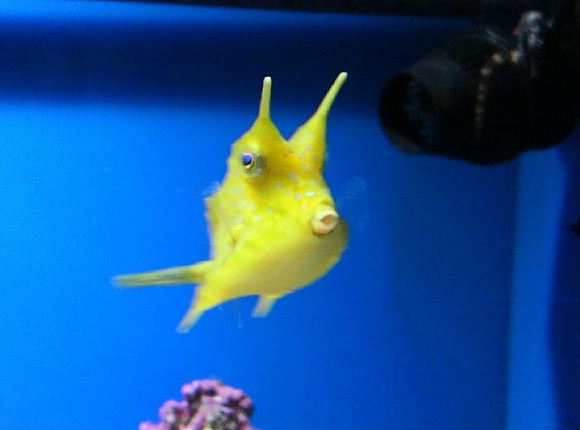 コンゴウフグ.JPG
