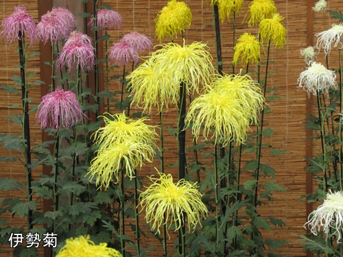 伊勢菊・丁子菊・嵯峨菊花壇