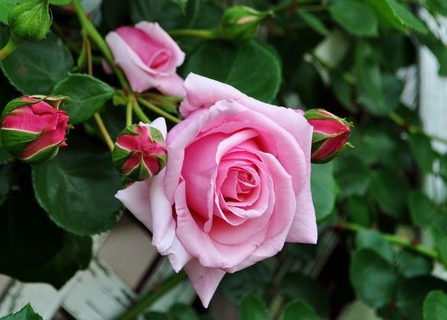 雨の中のバラ 晴れの国から花だより 楽天ブログ