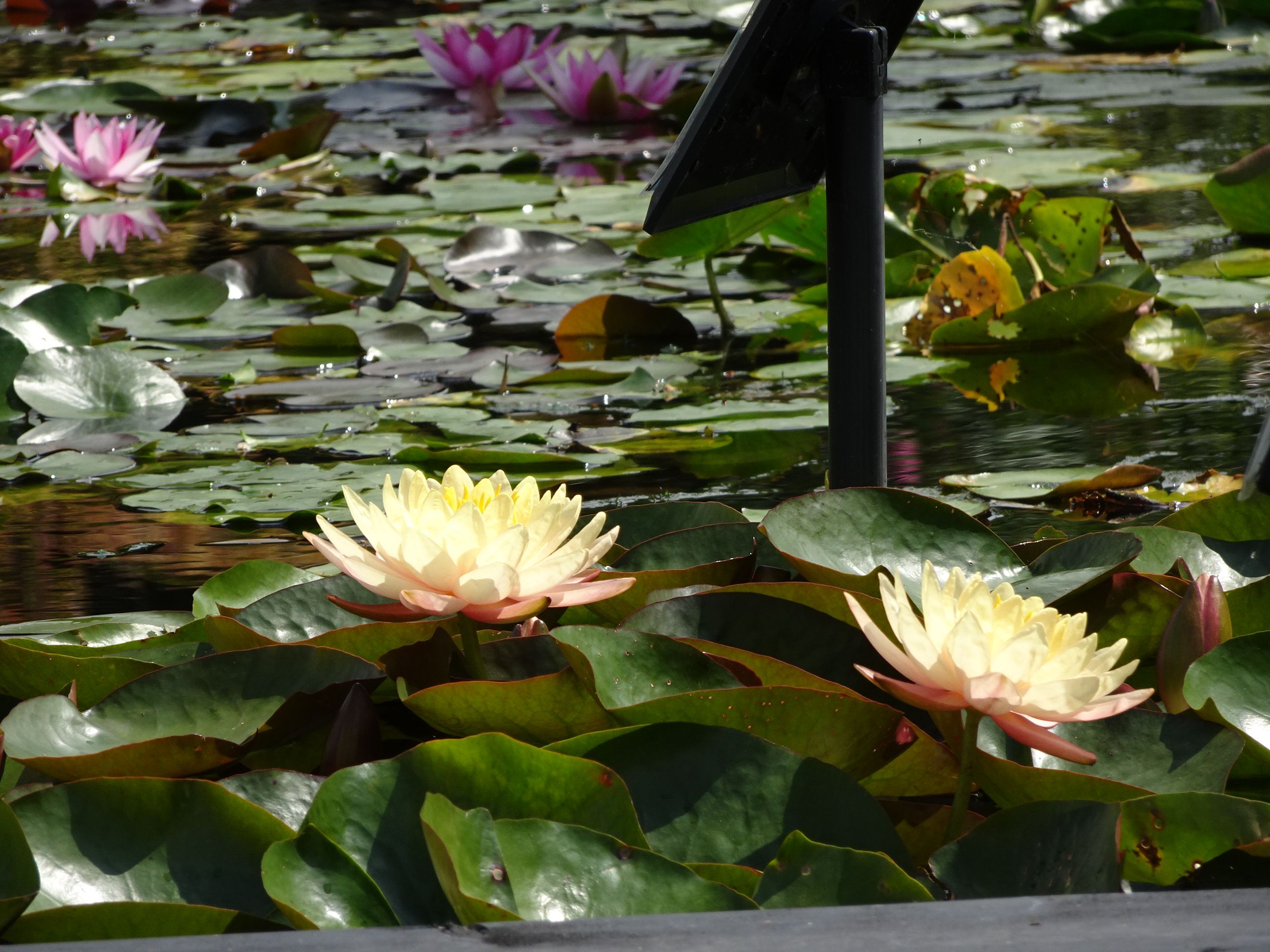 水生植物公園みずの森 奥様はネットショッピングがお好き 楽天ブログ