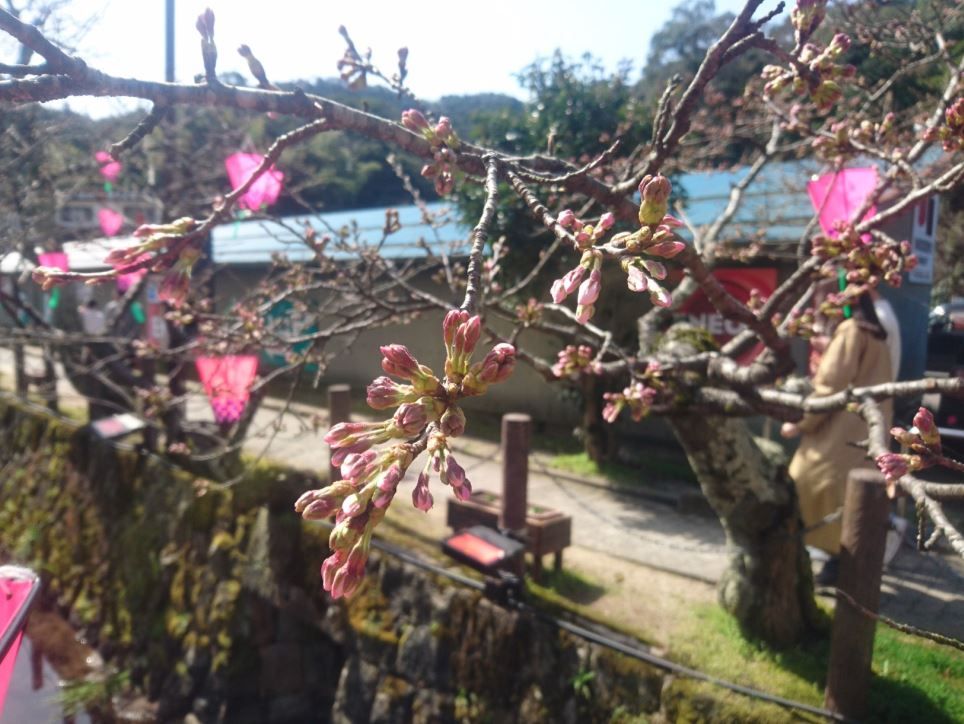 城崎温泉の桜 さくら 開花状況 令和2年3月21日 城崎温泉 旅館 喜楽の若旦那ブログ 楽天ブログ