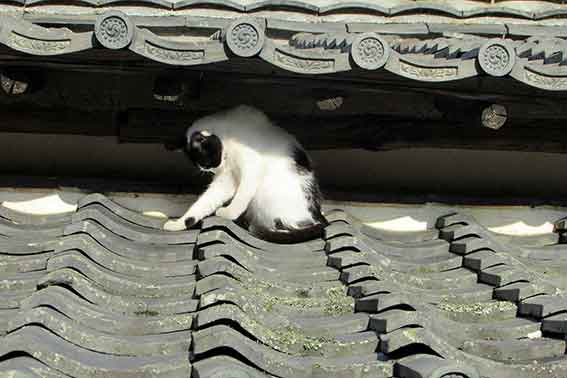 我が家のニャンコ♪2015/9/13-2