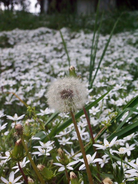 s-p1613.jpg