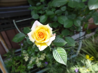 DSC00588.jpg