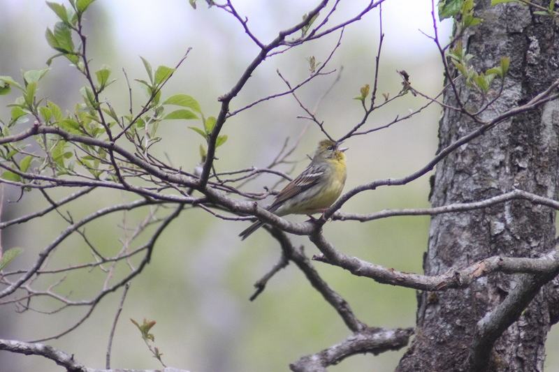 IMG_7482 (800x533).jpg