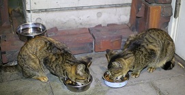 5DA_8829-31.jpg