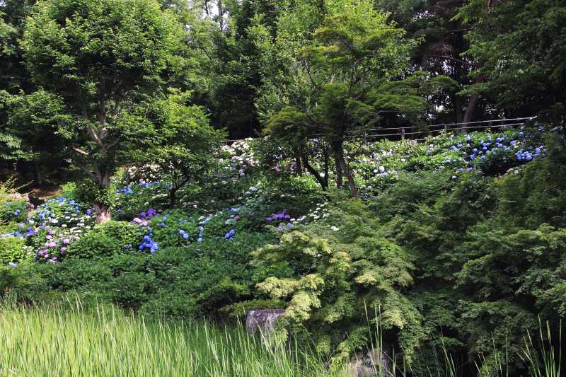 山田池公園・紫陽花_003.jpg