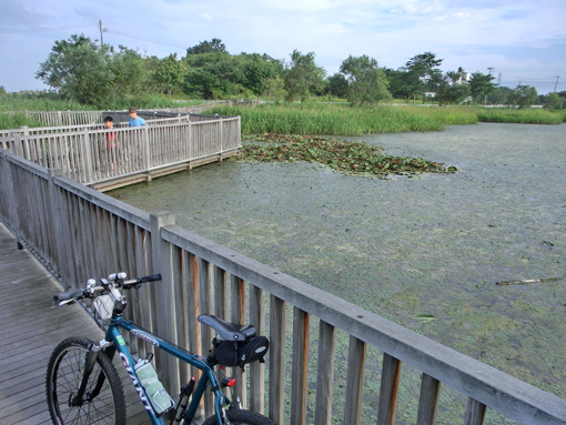 20120828水辺のふれあい広場