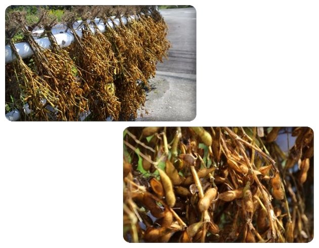 鳥越-2 フェンスに大豆-2 15.10.14