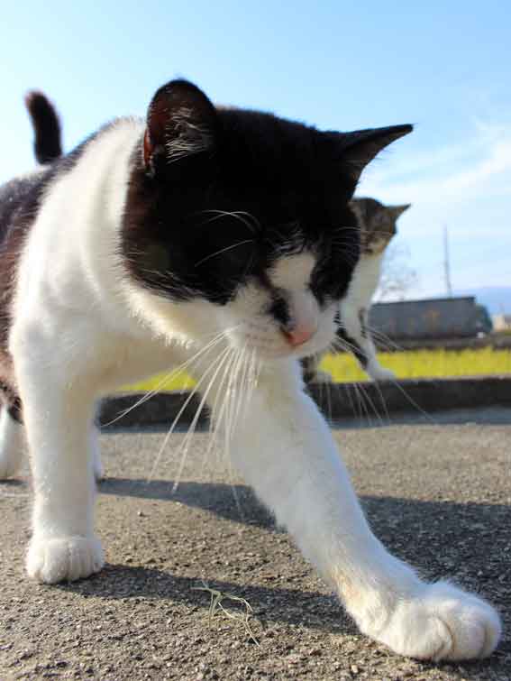 我が家のニャンコ♪2013/11/18-3