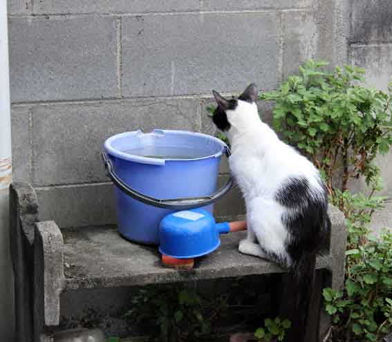 我が家のニャンコ♪2013/7/29-3