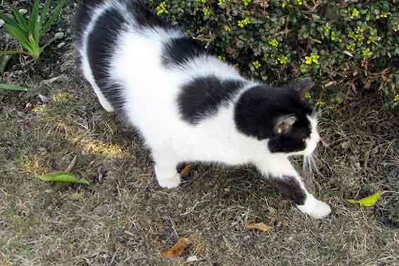 我が家のニャンコ♪2016/1/21-02